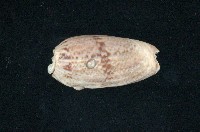 藏品(寡婦榧螺)的圖片